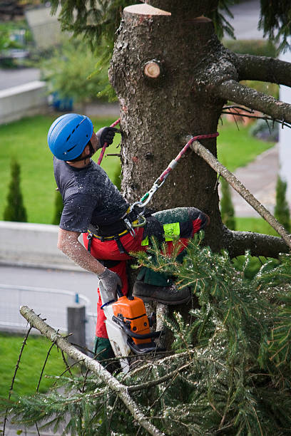 Best Pest Control for Lawns  in Azalea Park, FL